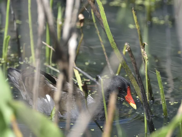 Moorhen Comum Flutuando Lagoa — Fotografia de Stock