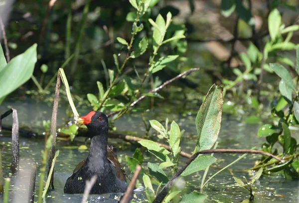 Moorhen Comum Flutuando Lagoa — Fotografia de Stock