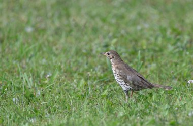 Solucanlar için çimlerde koşan ardıç kuşu                