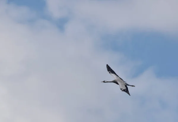 Γερανός Πτήσει Δραπετεύοντας Από Απειλή — Φωτογραφία Αρχείου