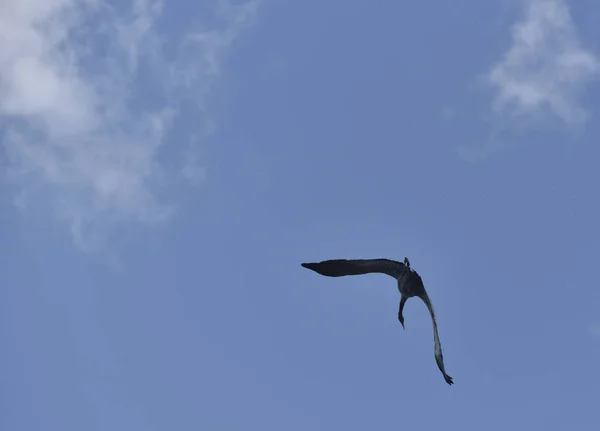 Grulla Vuelo Huyendo Amenaza — Foto de Stock