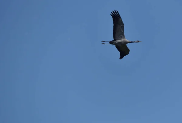 Grulla Vuelo Huyendo Amenaza —  Fotos de Stock