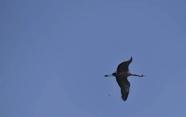 Grulla Vuelo Huyendo Amenaza — Foto de Stock