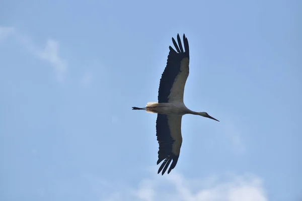 Stork Flight Background Blue Sky — Stock Photo, Image