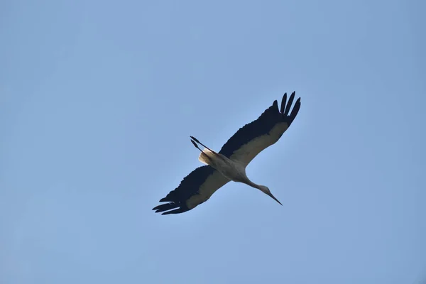 Cigüeña Vuelo Sobre Fondo Cielo Azul — Foto de Stock