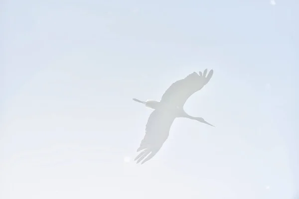 Cigüeña Volando Cielo Sobreexpuesta Por Sol — Foto de Stock