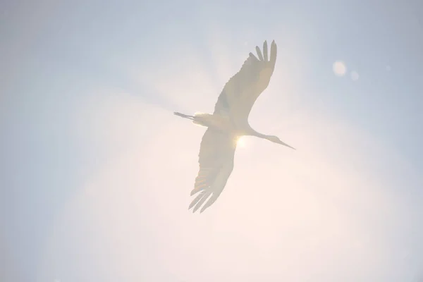 Stork Flying Sky Overexposed Sun — Stock Photo, Image