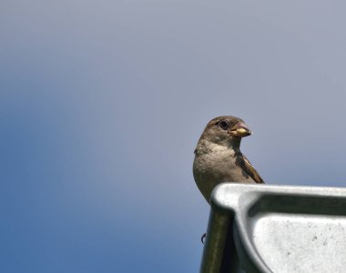 Gagasında kurtçuklar olan bir serçe.      