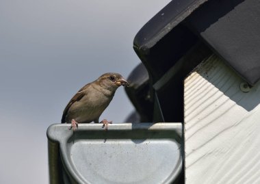 Gagasında kurtçuklar olan bir serçe.      