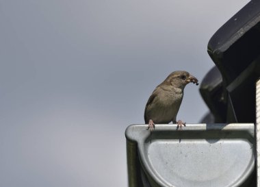 Gagasında kurtçuklar olan bir serçe.      