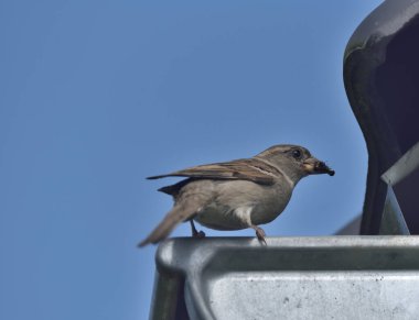 Gagasında kurtçuklar olan bir serçe.      