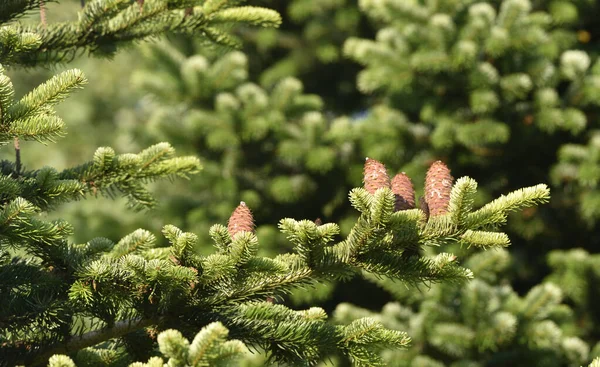 Cônes Sapin Debout Sur Des Rameaux Verts — Photo