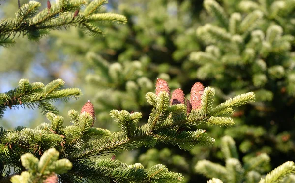 Dennenappels Rechtop Staand Groene Twijgen Rechtenvrije Stockafbeeldingen