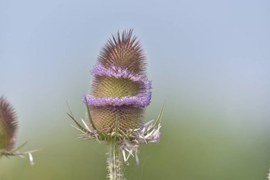 Bahçe devedikeni henüz tam çiçeklenmemiş, kurumaya bırakılmış.      