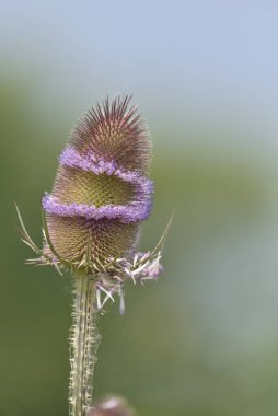 Bahçe devedikeni henüz tam çiçeklenmemiş, kurumaya bırakılmış.      