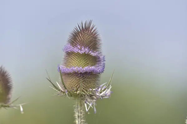 Tuindistel Nog Niet Volledig Uitgebloeid Drogen — Stockfoto