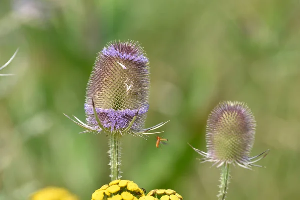 Tuindistel Nog Niet Volledig Uitgebloeid Drogen — Stockfoto