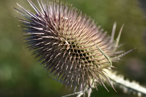 Tuindistel Nog Niet Volledig Uitgebloeid Drogen — Stockfoto