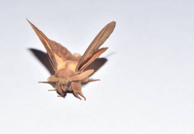 Radar anteni gibi antenli siyah kemerler