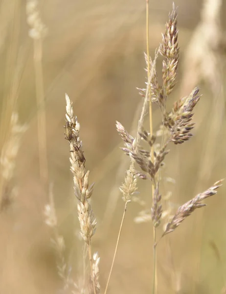 Béžové Trávy Louce Konci Léta Nich Červi Liophloeus — Stock fotografie