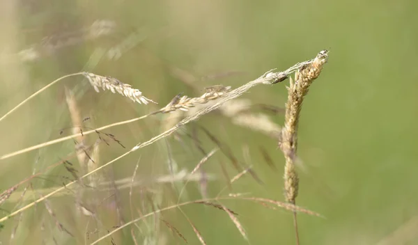 夏天结束时 米黄色的草在草地上 在它们上面有蠕虫Liophloeus — 图库照片