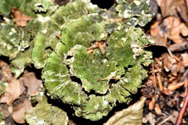 Orman çöpünde poligözenek ve yeşil yosun büyütüldü