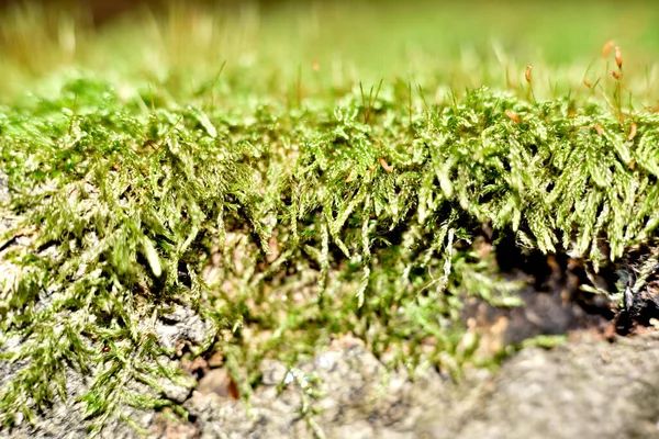 森林覆盖物中的绿色苔藓扩大 — 图库照片