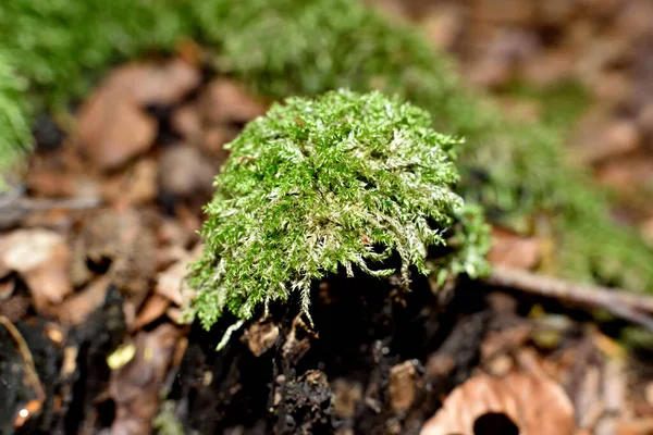 Musgo Verde Mantillo Forestal Agrandado — Foto de Stock