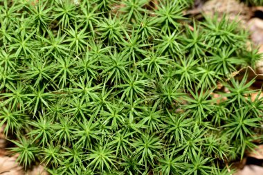 Ormandaki yeşil yosun büyümüş.