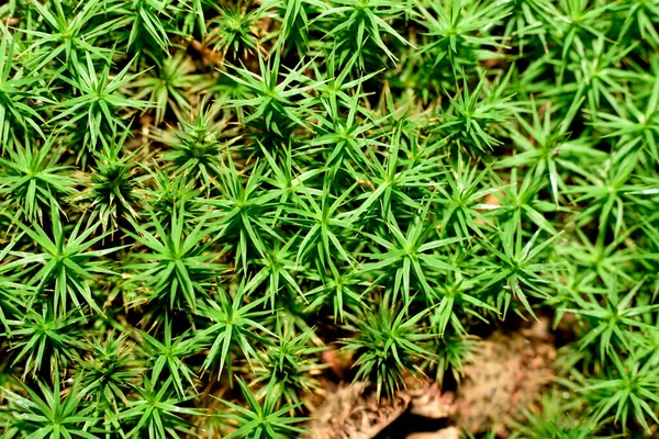 green moss in forest mulch enlarged