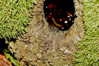 Bir ağaçtaki yosunlu oyuk, suyla dolu.