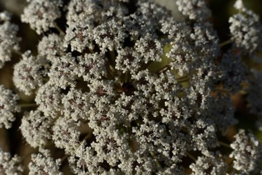 Küçük beyaz çiçek sepetleri. Şifalı bitki Silaum Silaus