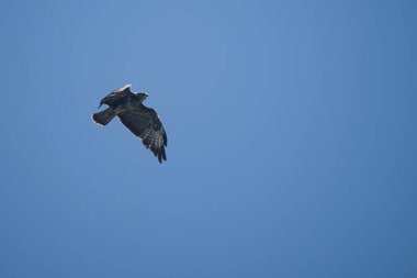 Av şahini, av aramak için tarlanın üzerinde uçuyor.