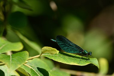 Kuşaklı matmazel yusufçuk bir yaprağın üzerine tünemiş ve doğal ortamını gözlemliyor.