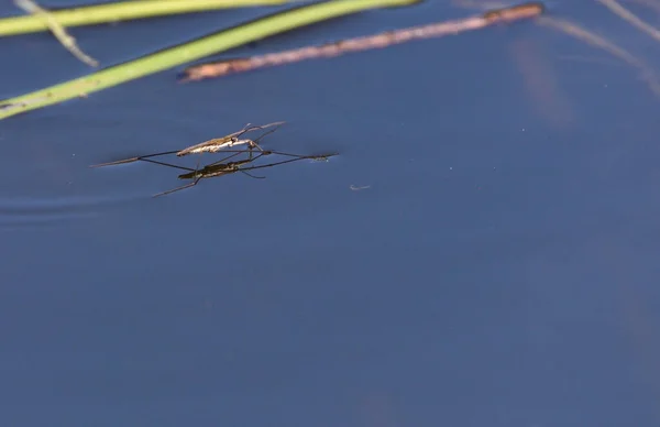 Gewone Vijverschaatser Gerris Lacustris Gaat Recht Hem Aquatische Bug Aka Rechtenvrije Stockfoto's