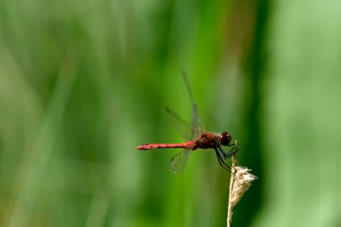 Doğadaki yusufçuk. Yusufçuk doğal ortamında
