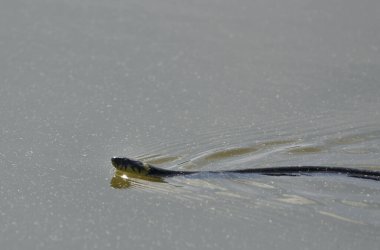 Çimen yılanı gölde yüzüyor