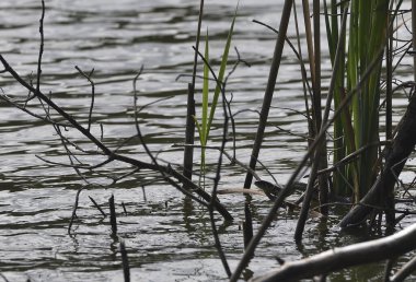 Çimen yılanı gölde yüzüyor