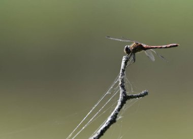 Bir yusufçuk bir dala konar ve bölgesini gözlemler.