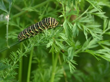 Papilio machaon tırtılı havuç yaprağında 