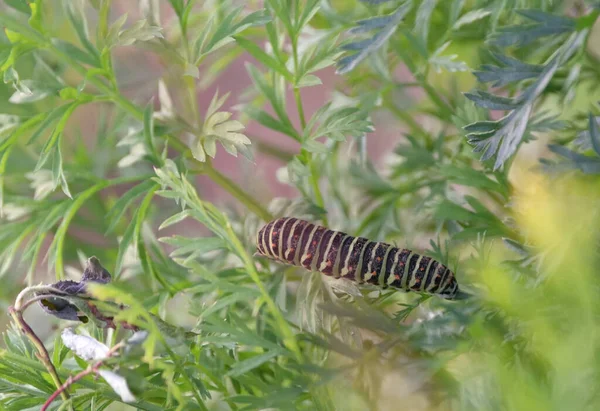Papilio Machaon Raupe Auf Karottenblatt — Stockfoto