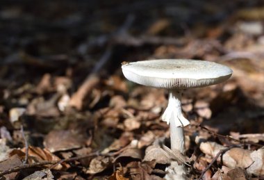 death cap in a forest undergrowth clipart