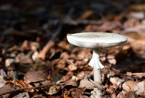 Dödströskel Skogen Undervegetation — Stockfoto