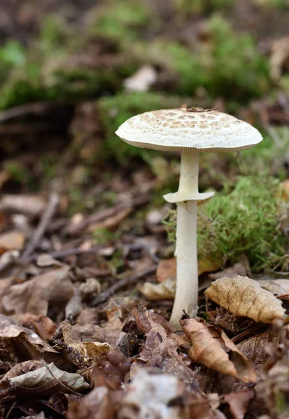 Makrolepiota Procera Skog Undervegetation — Stockfoto