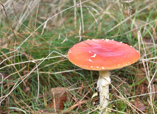 Légy Agaric Egy Erdő Aljnövényzet — Stock Fotó