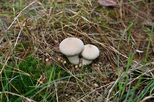 Lycoperdon Perlatum Δασική Βλάστηση — Φωτογραφία Αρχείου