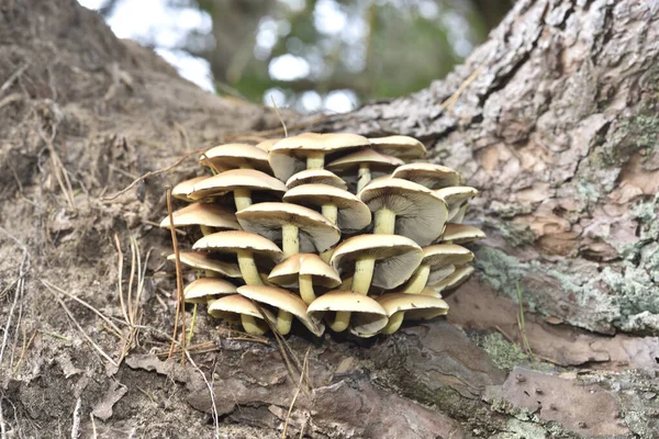 Armillaria Mellea Skog Undervegetation — Stockfoto