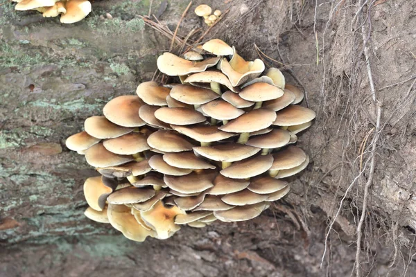 Armillaria Mellea Skog Undervegetation — Stockfoto