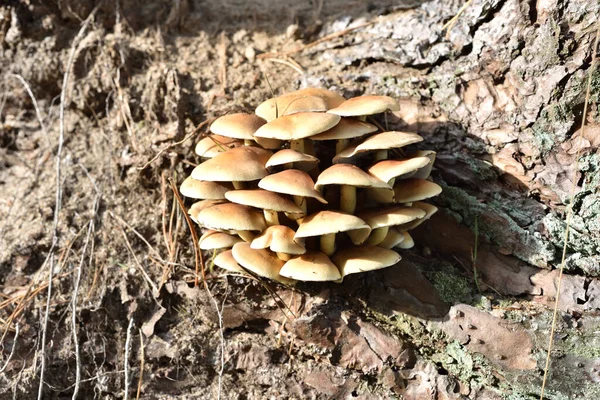 森林低矮丛中的金银花 — 图库照片