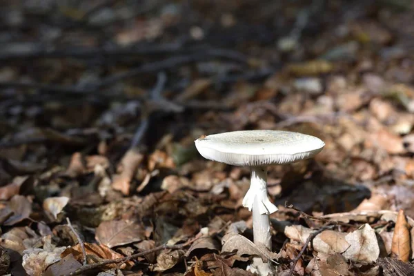 Death Cap Sitting Fly Forest Scrub Stock Image